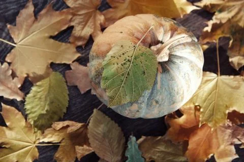 Autumn Stock Photos