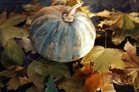 Autumn Stock Photos