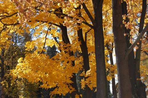 Autumn Stock Photos