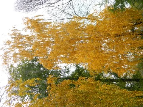 Autumn Stock Photos