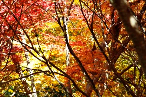Autumn Stock Photos