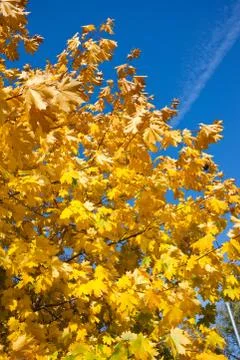 Autumn Stock Photos