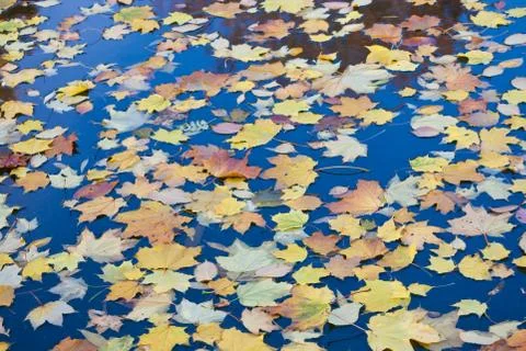 Autumn Stock Photos