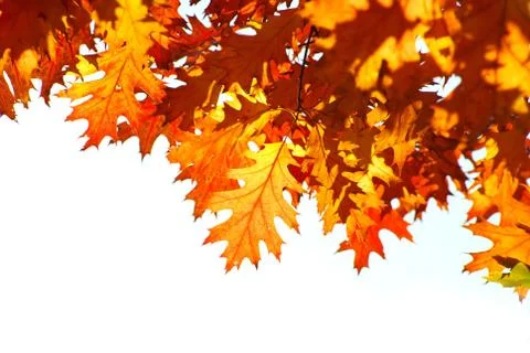 Autumn Stock Photos