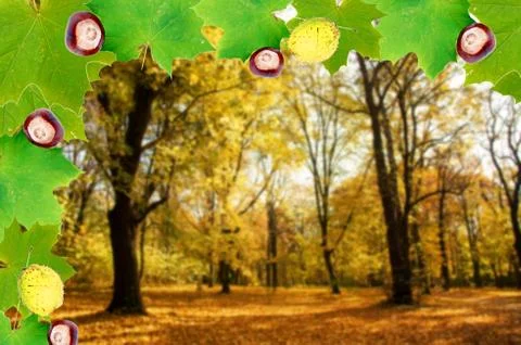 Autumn Stock Photos