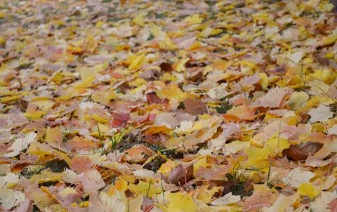 Autumn 写真素材