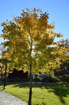 Autumn Stock Photos