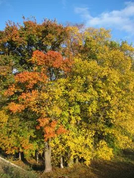 Autumn Stock Photos