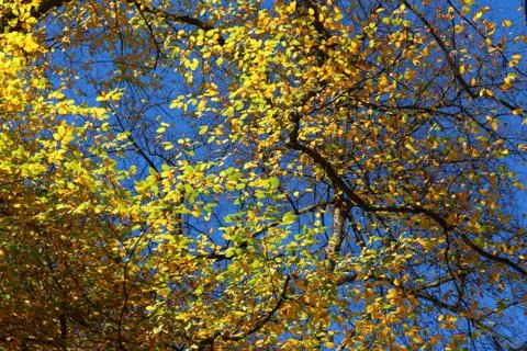 Autumn Stock Photos