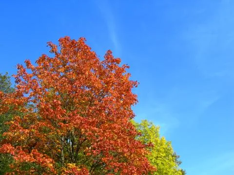 Autumn Stock Photos