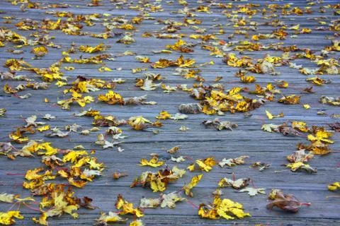 Autumn Stock Photos
