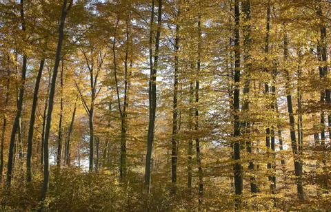 Autumn Stock Photos