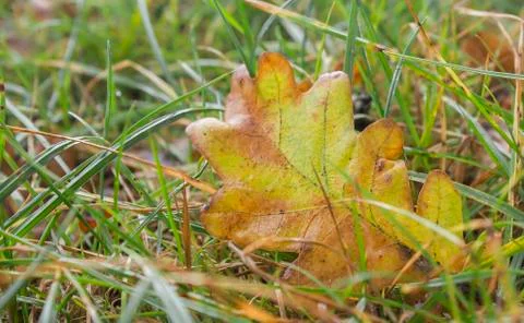 Autumn Stock Photos