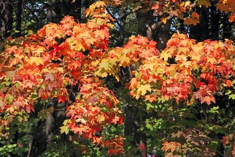 Autumn Stock Photos