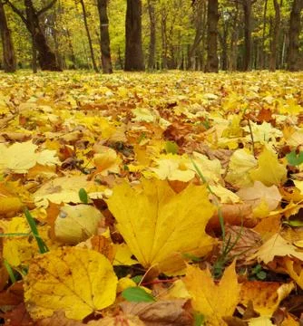 Autumn Stock Photos