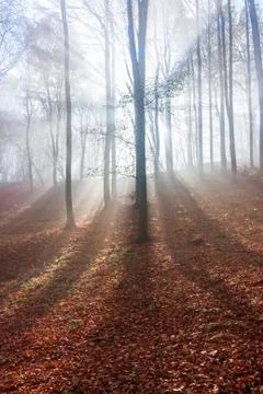 Autumn Stock Photos