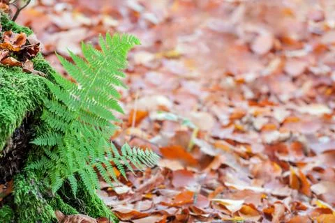 Autumn Stock Photos