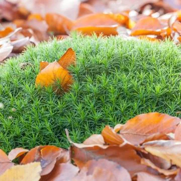 Autumn Stock Photos