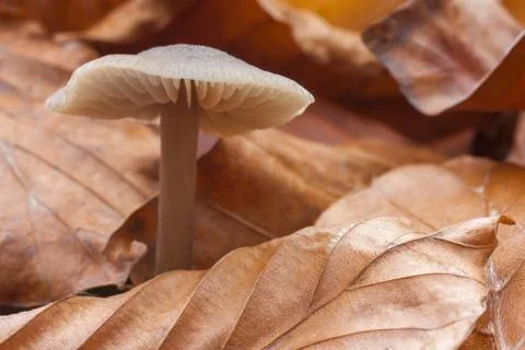 Autumn Stock Photos