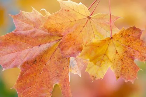 Autumn Stock Photos
