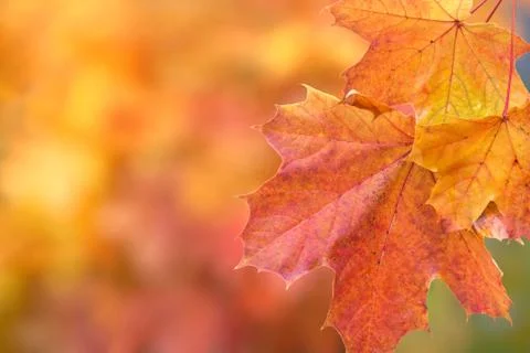 Autumn Stock Photos