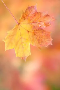 Autumn Stock Photos