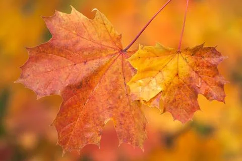 Autumn Stock Photos