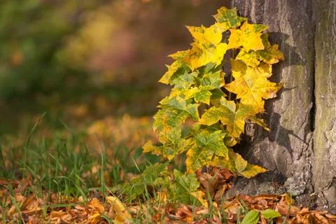 Autumn Stock Photos