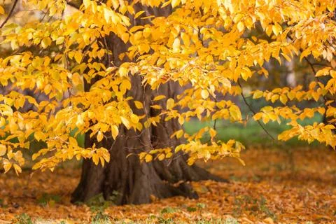 Autumn Foto stock