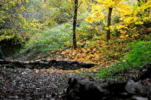 Autumn Stock Photos