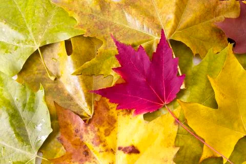 Autumn Stock Photos