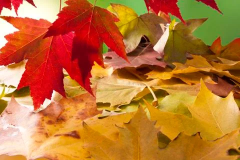 Autumn Stock Photos