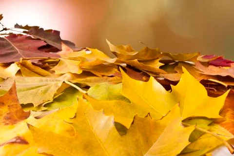 Autumn 스톡 사진