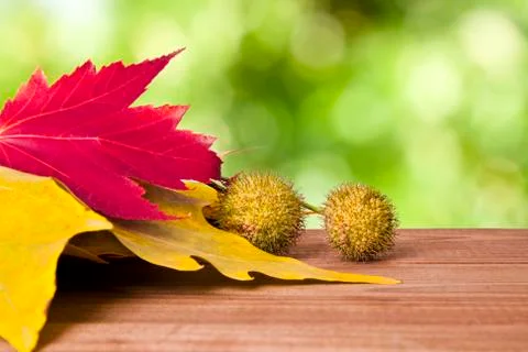 Autumn Stock Photos