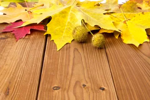 Autumn Stock Photos
