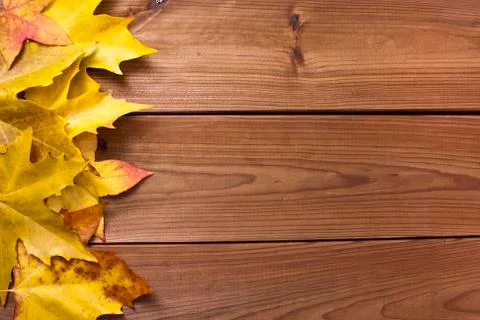 Autumn 스톡 사진
