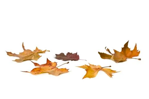 Autumn Foto stock