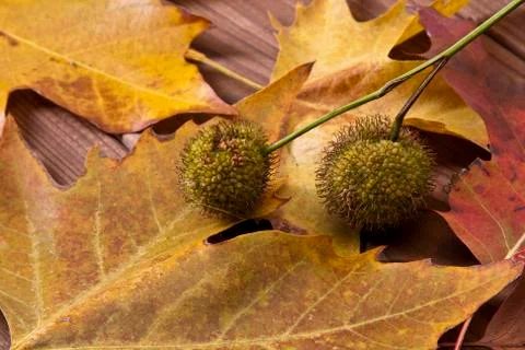 Autumn Stock Photos