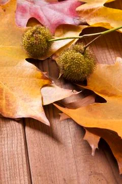 Autumn Stock Photos