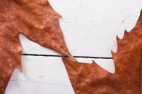 Autumn Stock Photos