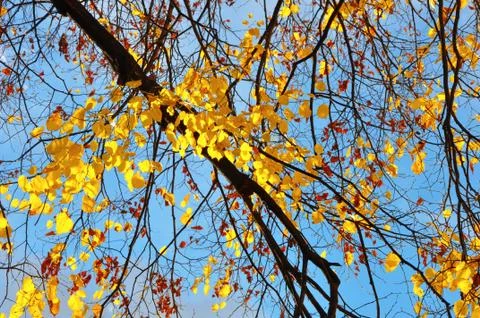 Autumn Stock Photos