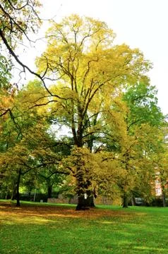 Autumn Stock Photos