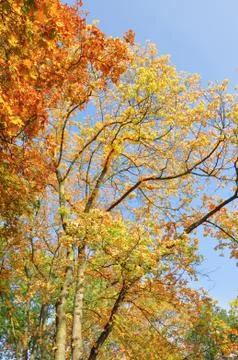 Autumn Stock Photos