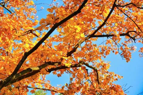 Autumn 写真素材