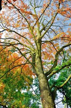 Autumn Stock Photos