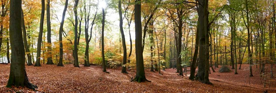 Autumn Stock Photos