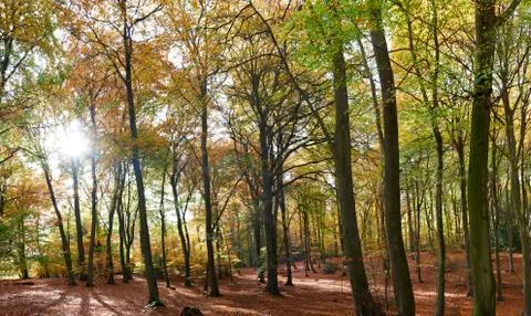 Autumn Stock Photos
