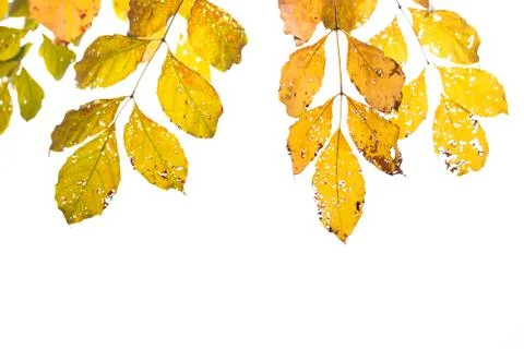 Autumn Stock Photos