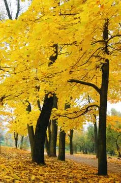 Autumn Stock Photos