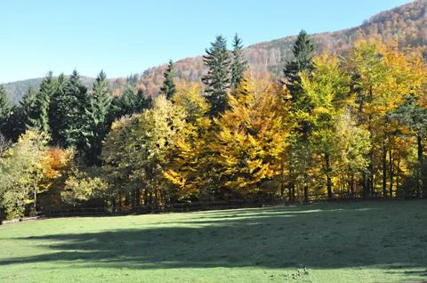 Autumn Foto stock